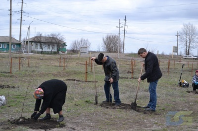 В Борисоглебске в субботу 18 апреля высадили саженцы липы-1