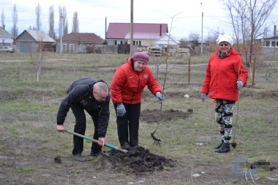 В Борисоглебске в субботу 18 апреля высадили саженцы липы-3